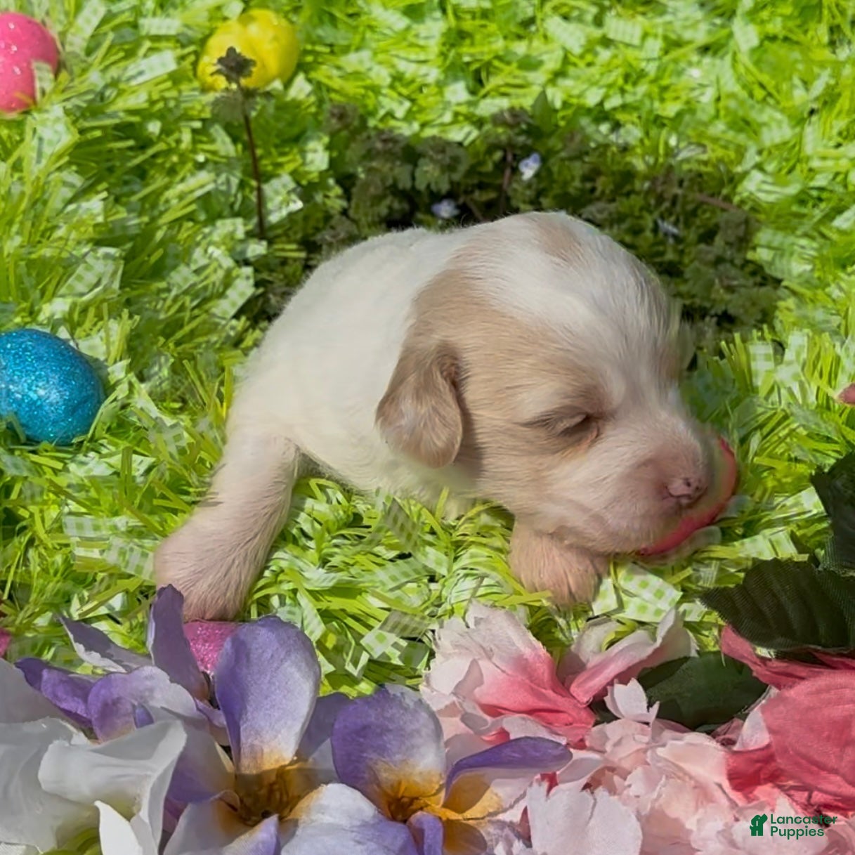 Mini Goldendoodle dogs Poppy - Ad 2