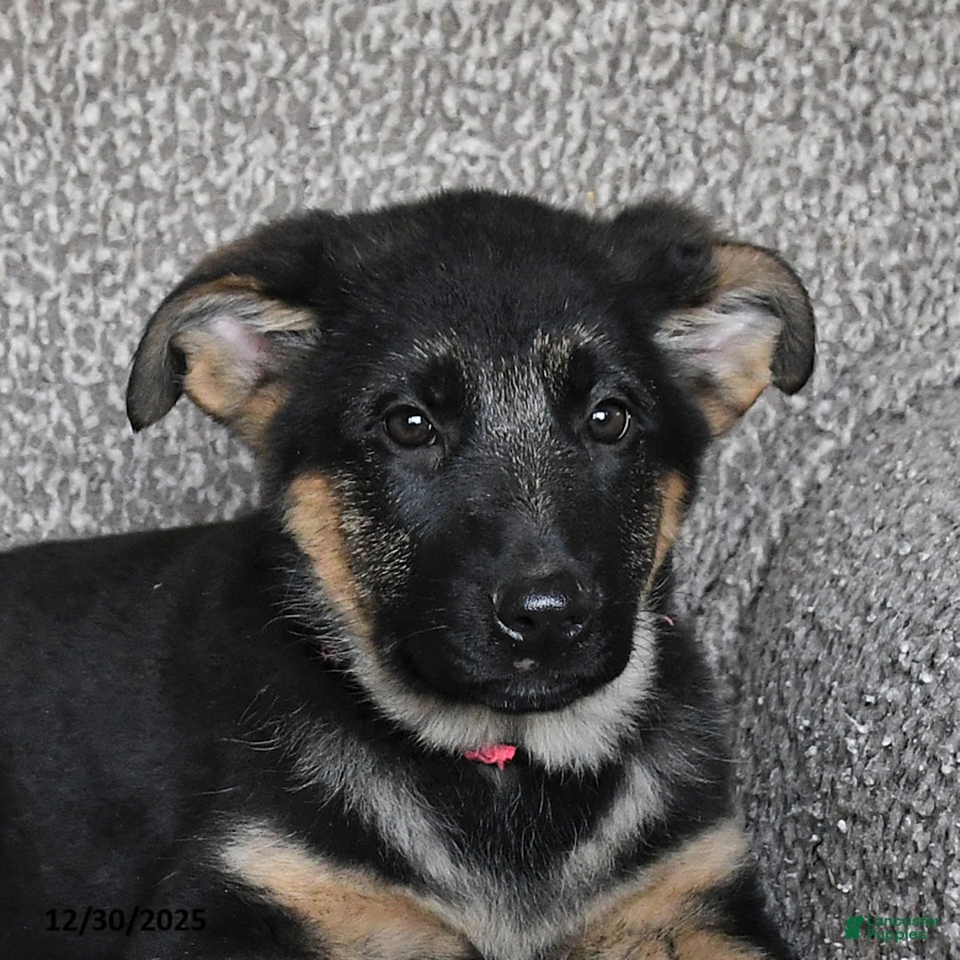 German Shepherd dogs for sale: Shelby - Ad 5