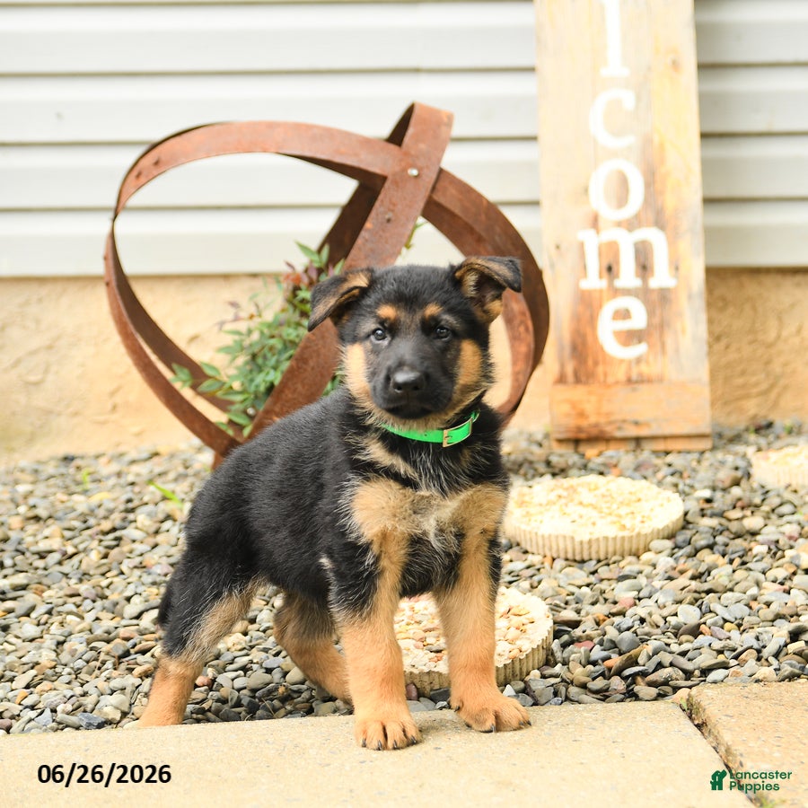 German Shepherd dogs Lexington - Ad 1