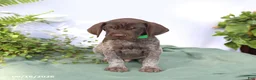 German Shorthaired Pointer dogs for sale: Maverick - Ad 5