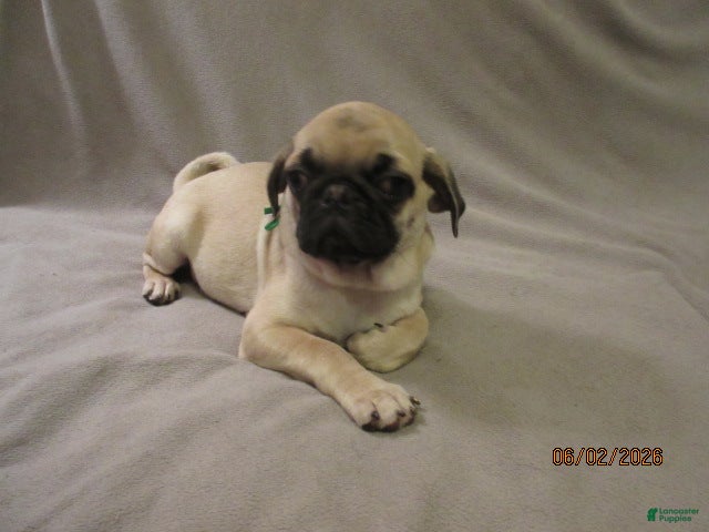 Pug dogs for sale: Pug Puppy 2 - Ad 14