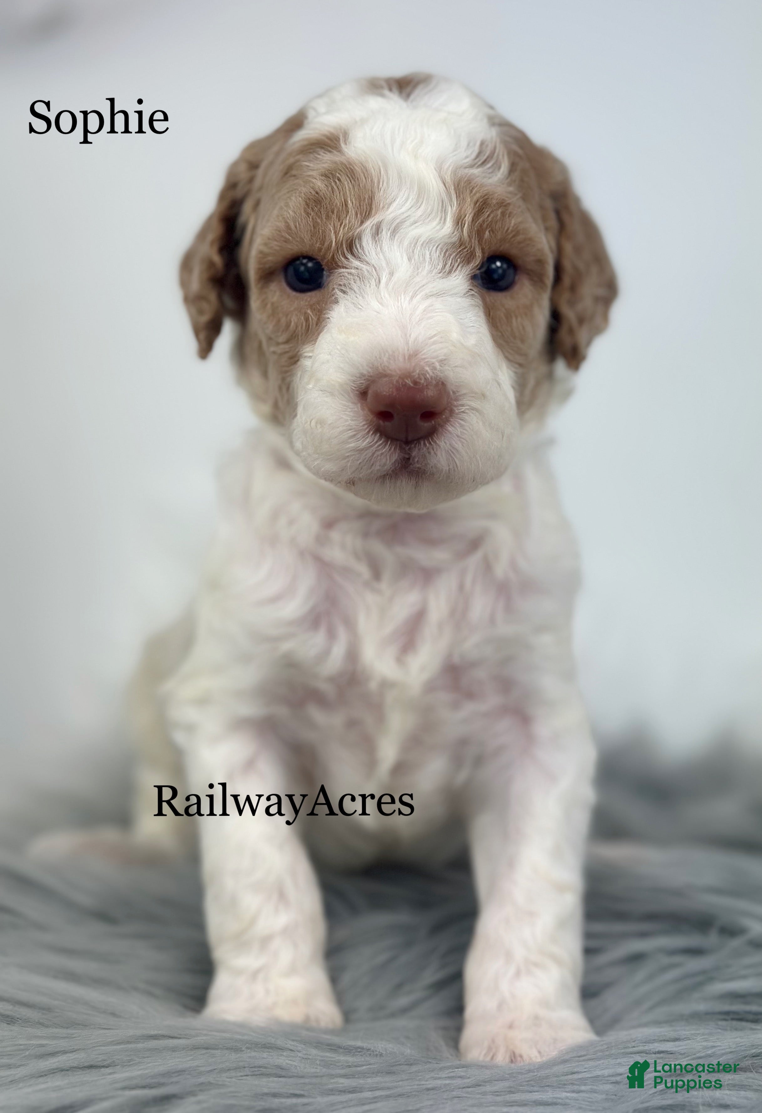 Mixed Breed dogs Sophie - Ad 16