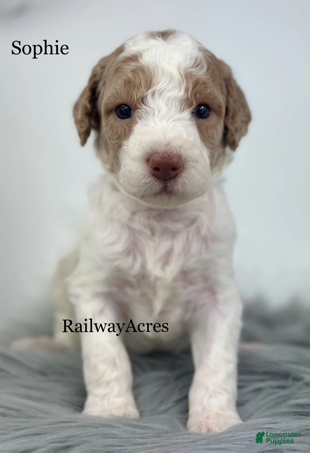 Mixed Breed dogs for sale: Sophie - Ad 1