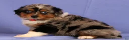 Miniature Australian Shepherd dogs for sale: Penny - Ad 2