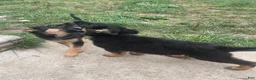 German Shepherd dogs for sale: German Shepherd 4 - Ad 5