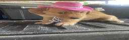 Golden Retriever dogs for sale: Golden Retriever 6 - Ad 8