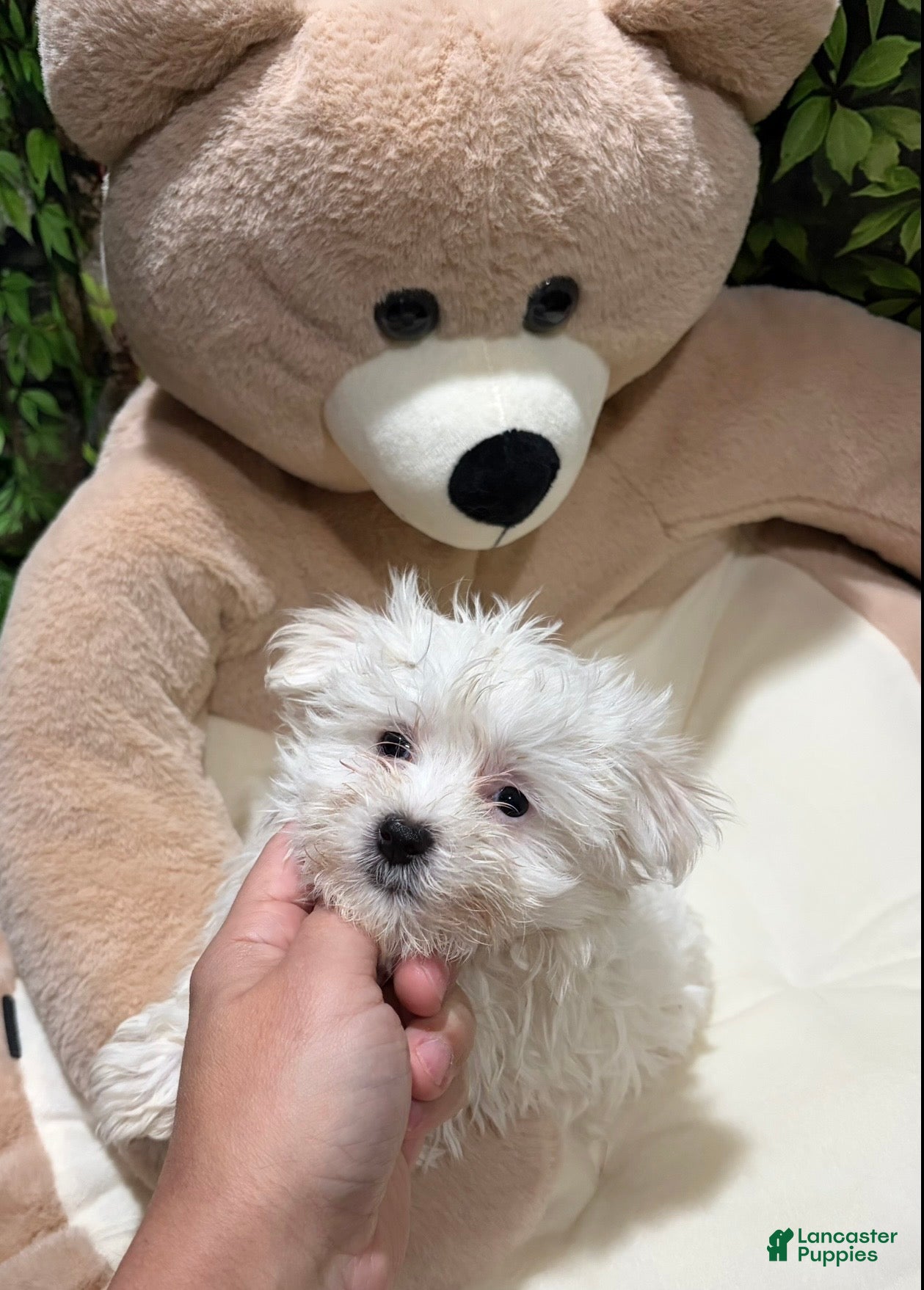 Maltese dogs VC - Ad 13