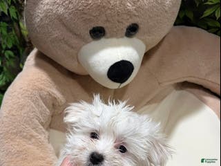 Maltese dogs for sale: VC - Ad 2