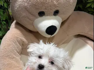 Maltese dogs VC - Ad 31