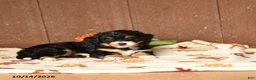 Mini Bernedoodle dogs for sale: Krista - Ad 5