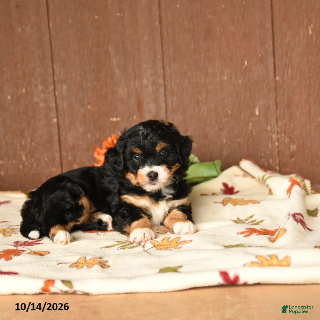 Mini Bernedoodle dogs for sale: Krista - Ad 5