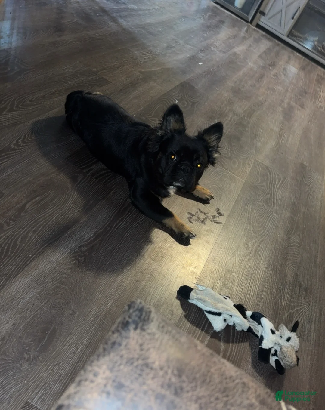 French Bulldog dogs for sale: French Bulldog Puppy 1 - Ad 6