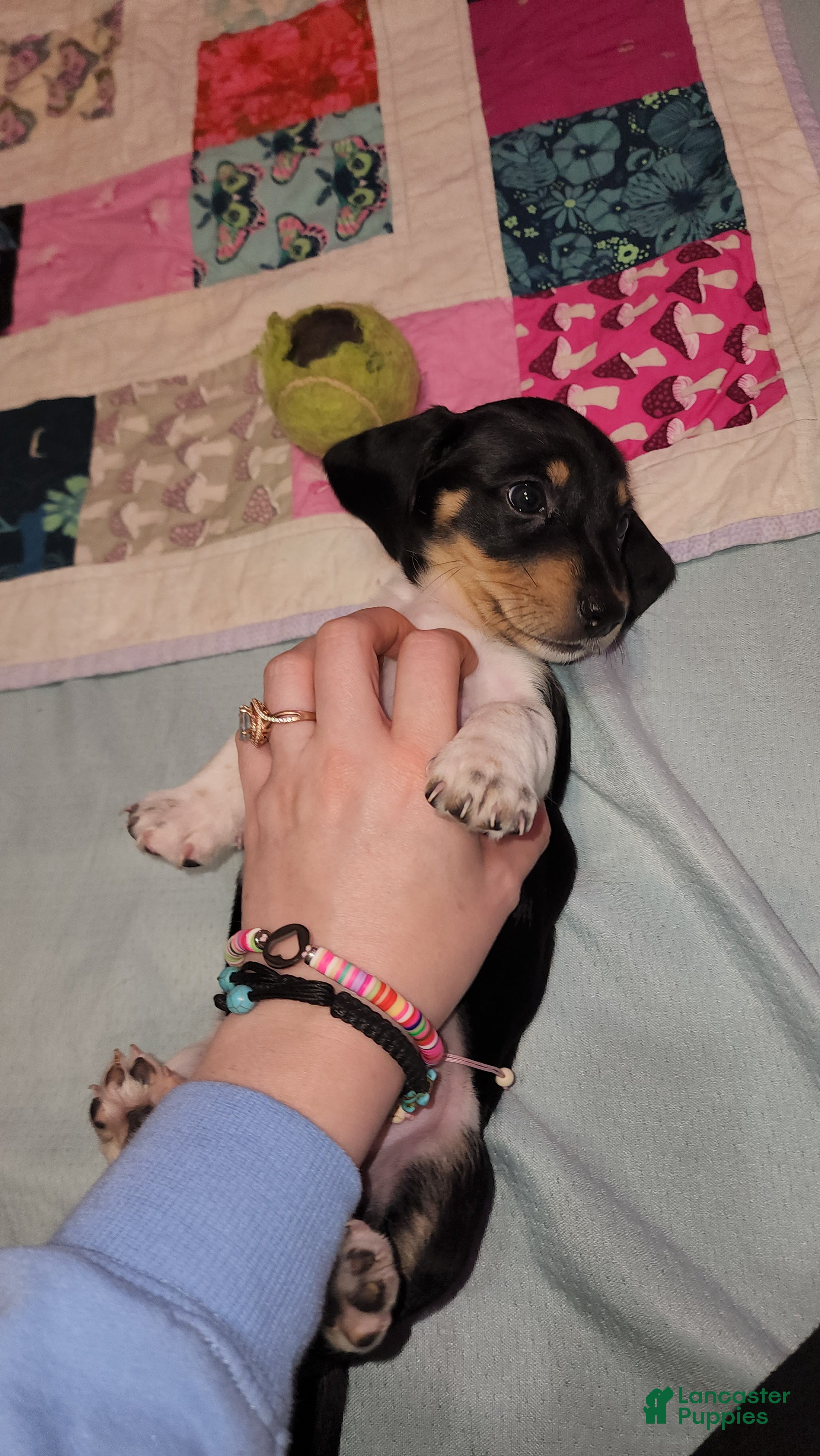 Dachshund dogs Cypress - Ad 2