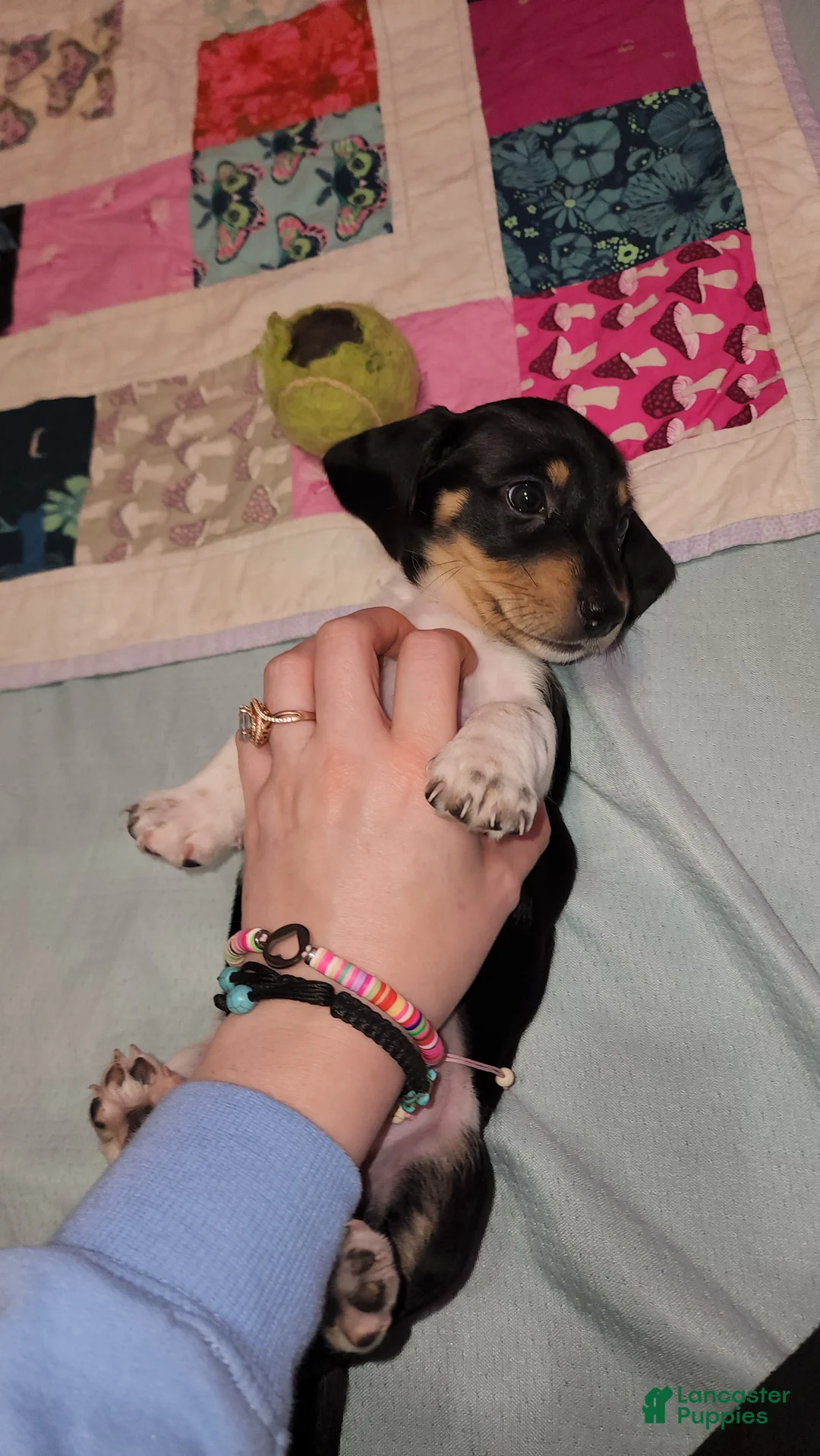 Dachshund dogs for sale: Cypress - Ad 2