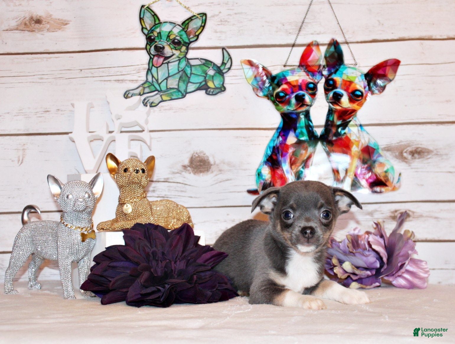 Chihuahua dogs Eastwood - Ad 1