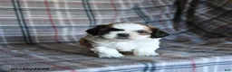Shih Tzu dogs for sale: Speckles - Ad 3