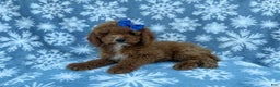 Cockapoo dogs for sale: Candycane - Ad 9