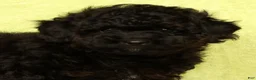 Pomapoo dogs for sale: Conner - Ad 9