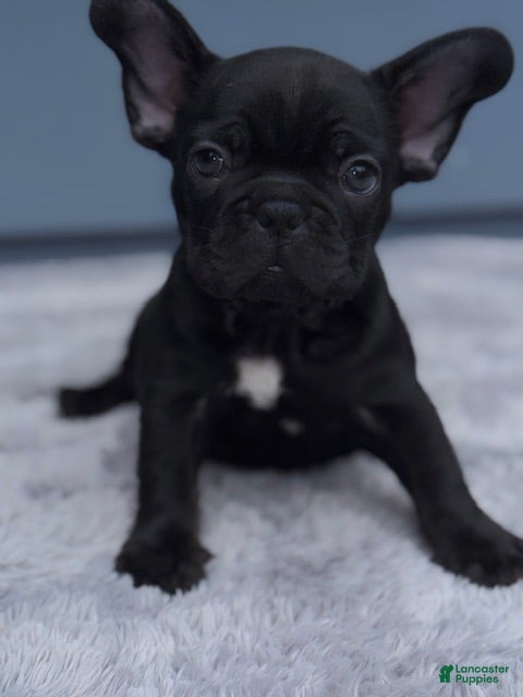 French Bulldog dogs for sale: Maverick - Ad 3