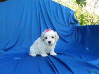 Shihpoo dogs - Ad 15