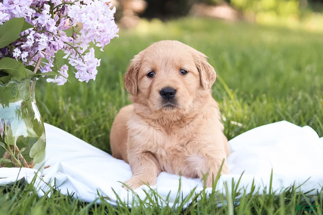 Golden Retriever dogs for sale: Golden Retriever Puppy 5 - Ad 2