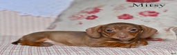 Miniature Dachshund dogs for sale: Mitsy - Ad 1