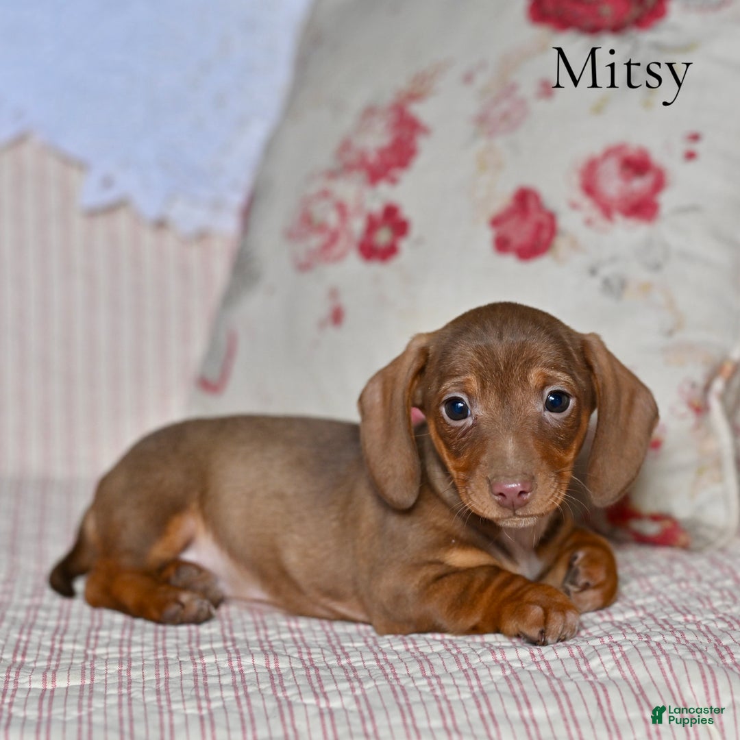 Miniature Dachshund dogs for sale: Mitsy - Ad 1