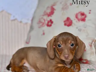Miniature Dachshund dogs Mitsy - Ad 40