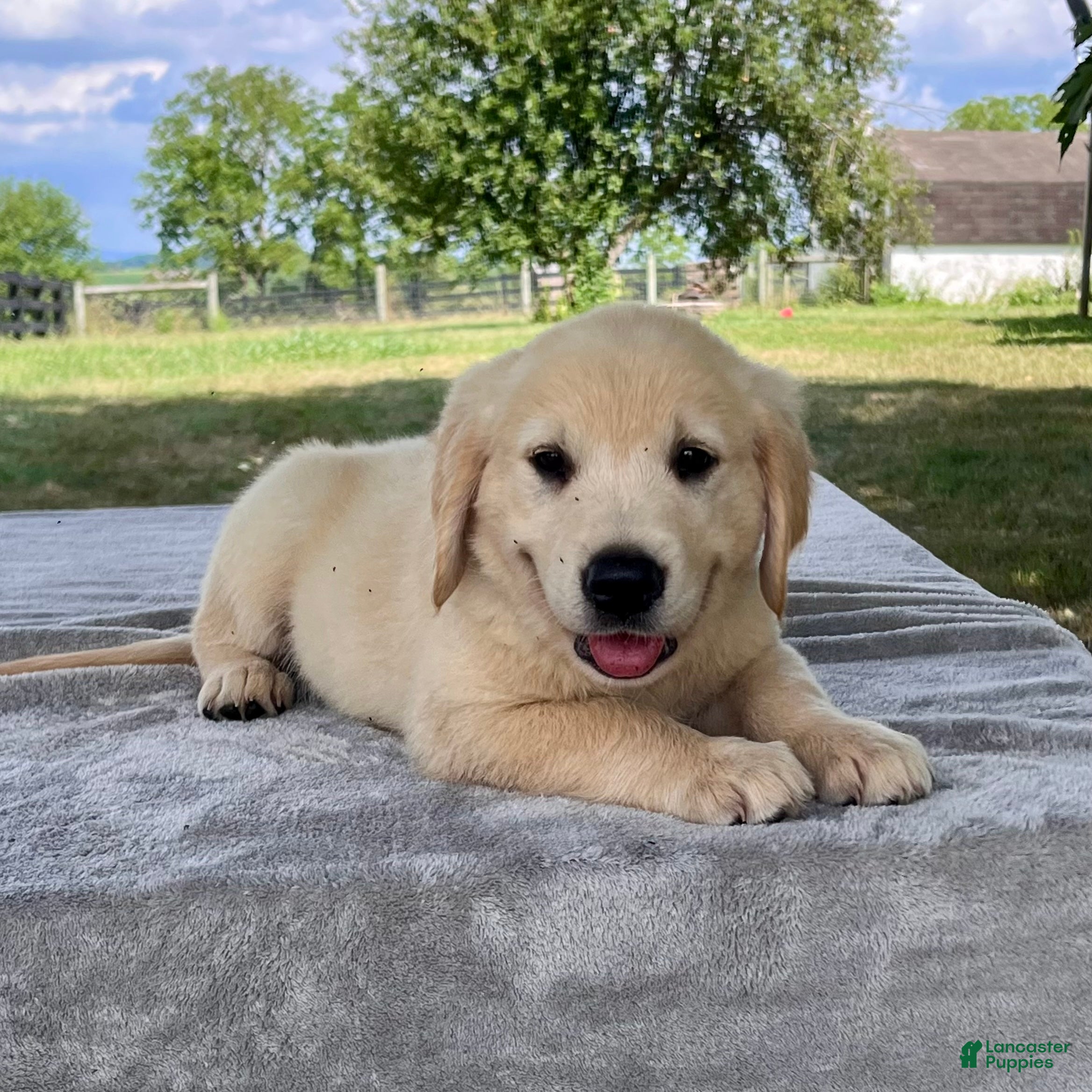 Golden Retriever dogs Carter - Ad 2