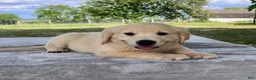 Golden Retriever dogs for sale: Carter - Ad 2