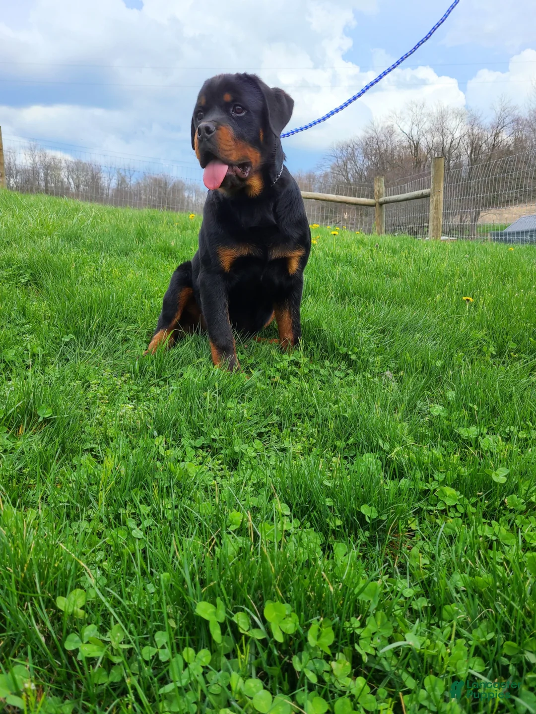 Rottweiler dogs for sale: Rottweiler Puppy 1 - Ad 8