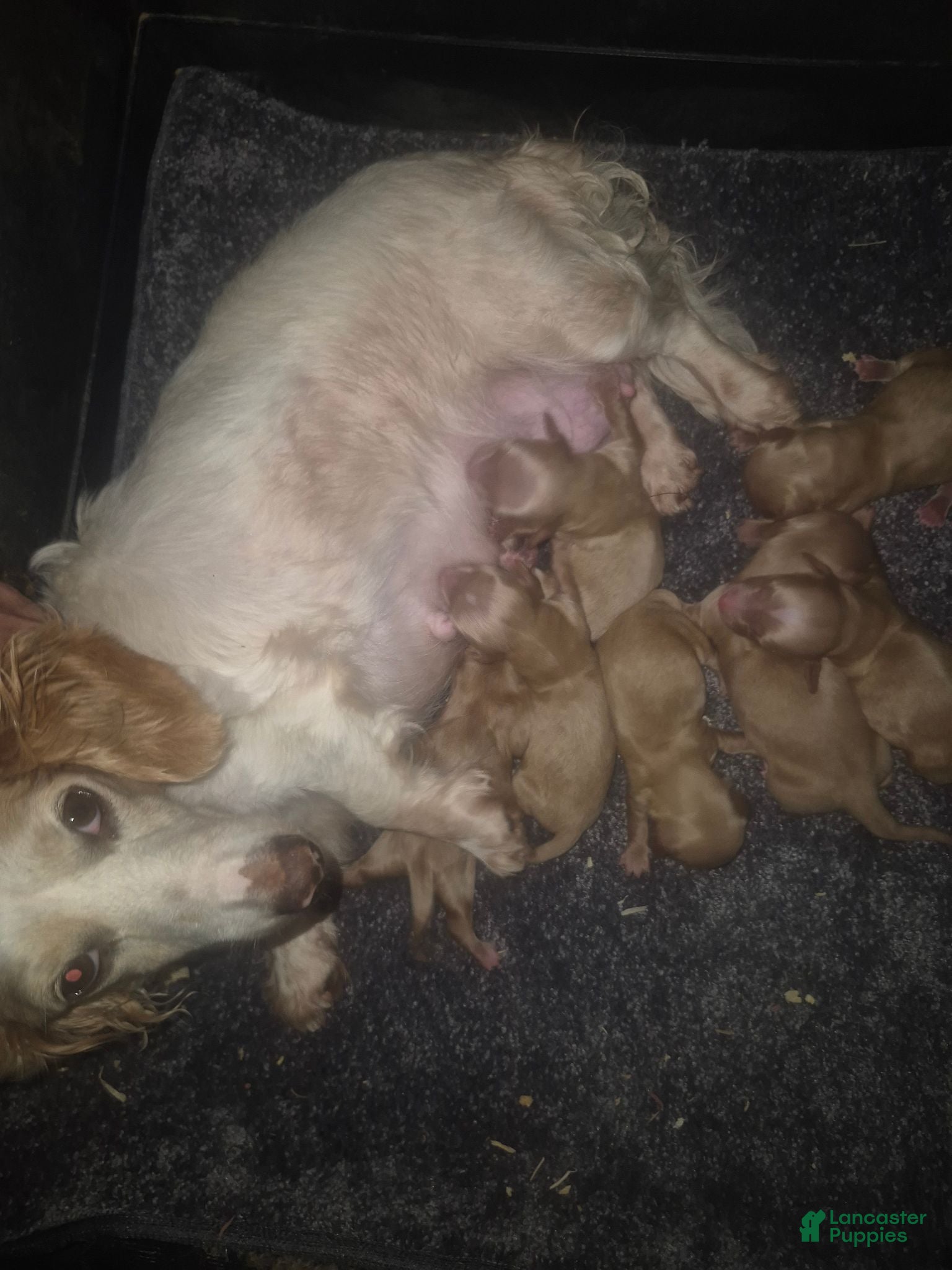 Miniature Dachshund dogs Miniature Dachshund 2 - Ad 2