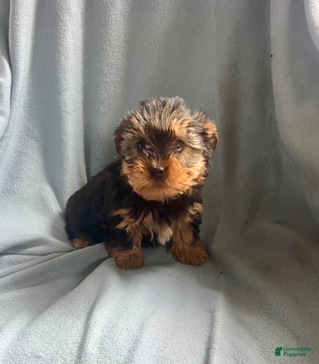 Yorkshire Terrier dogs for sale:  Cory  - Ad 5
