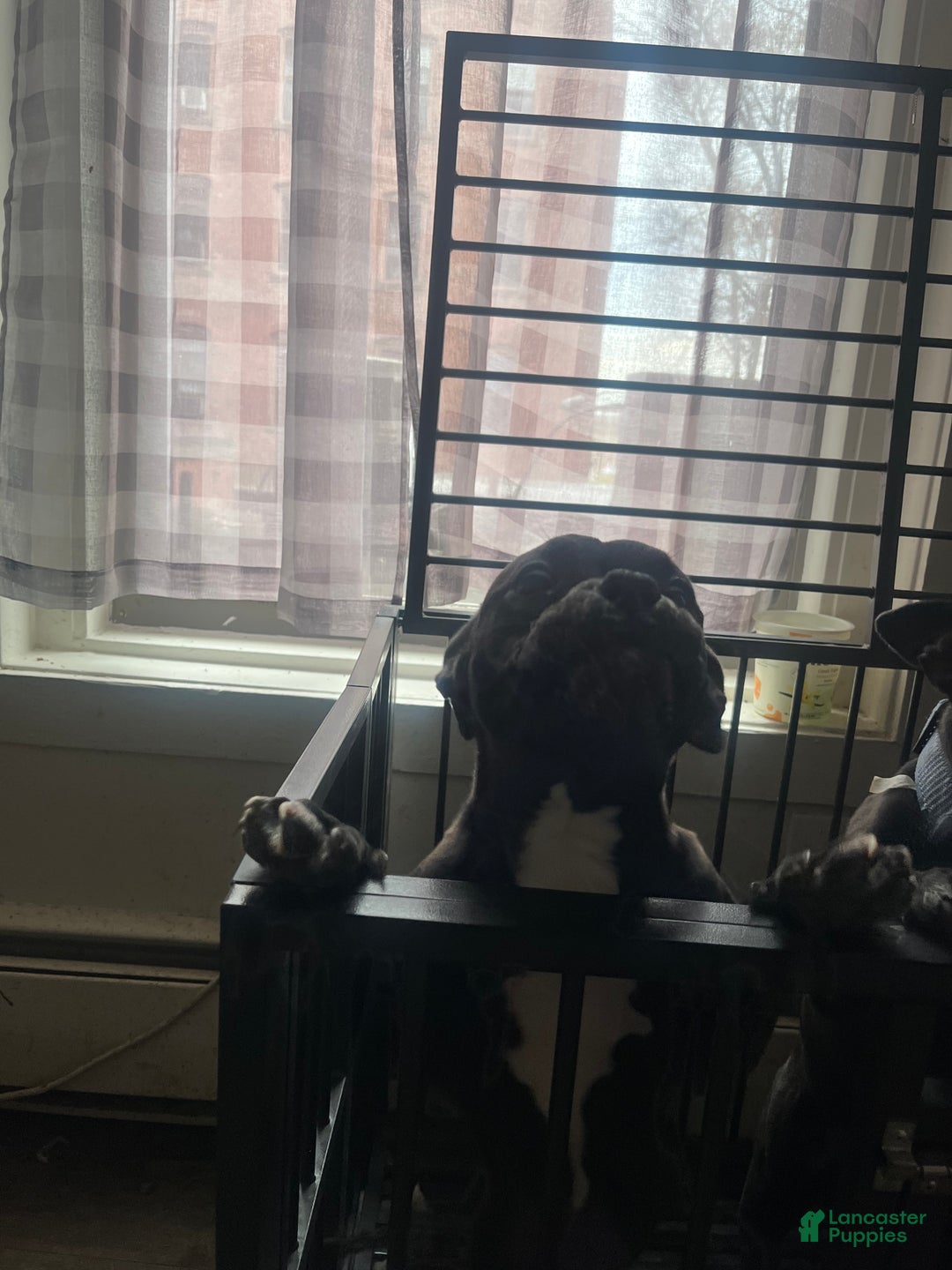 American Bully dogs for sale: American Bully Puppy 1 - Ad 1