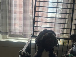 American Bully dogs American Bully Puppy 1 - Ad 10