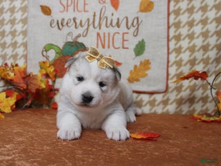 Pomsky dogs Aelin - Ad 3