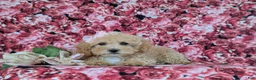 Bichpoo dogs for sale: Rori 9 lbs Full Grown - Ad 5