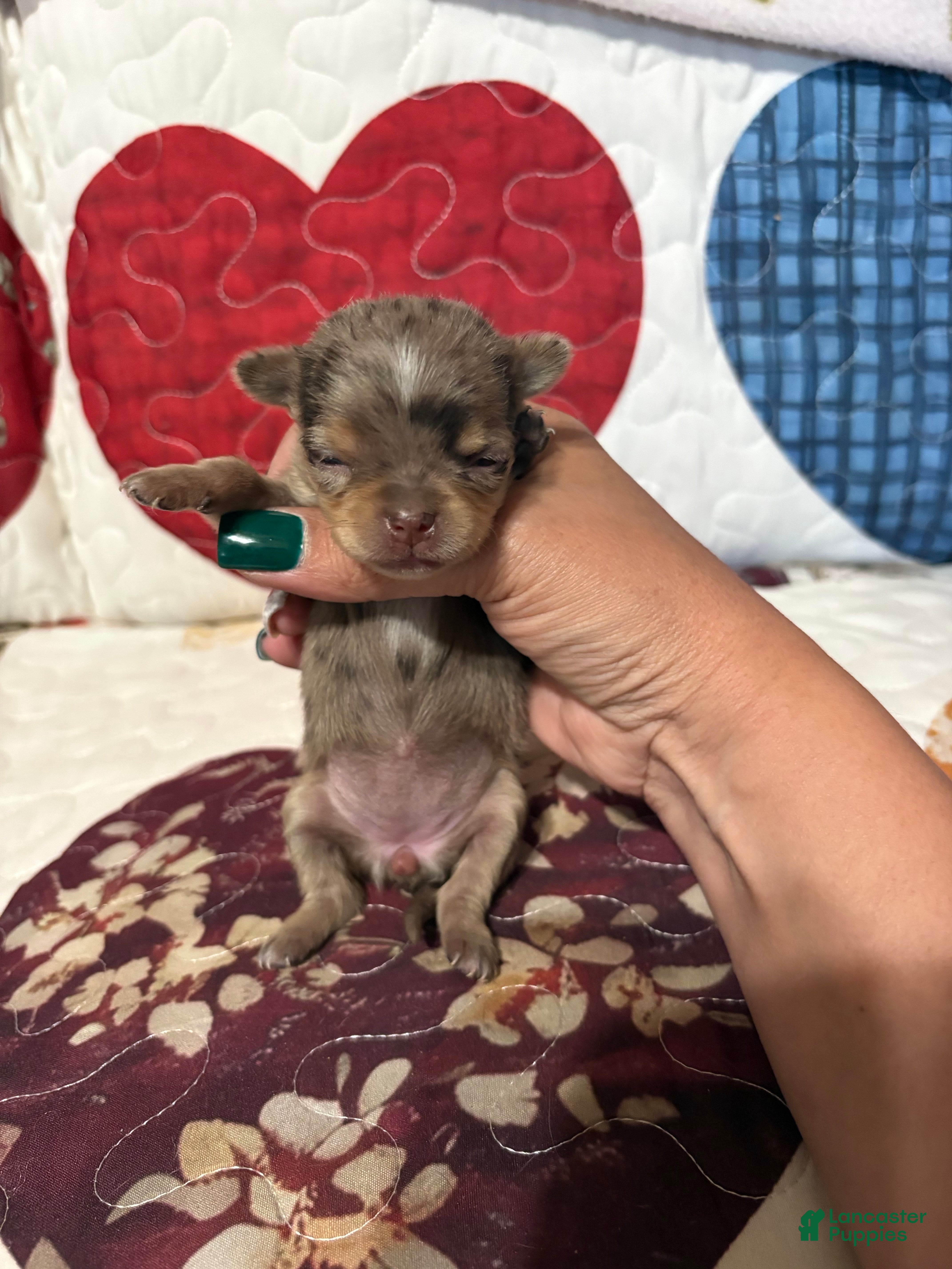 Chihuahua dogs Blue Rose  - Ad 1