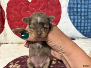 Chihuahua dogs for sale: Blue Rose - Ad 3