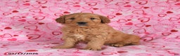 Goldendoodle dogs for sale: Bentley - Ad 5