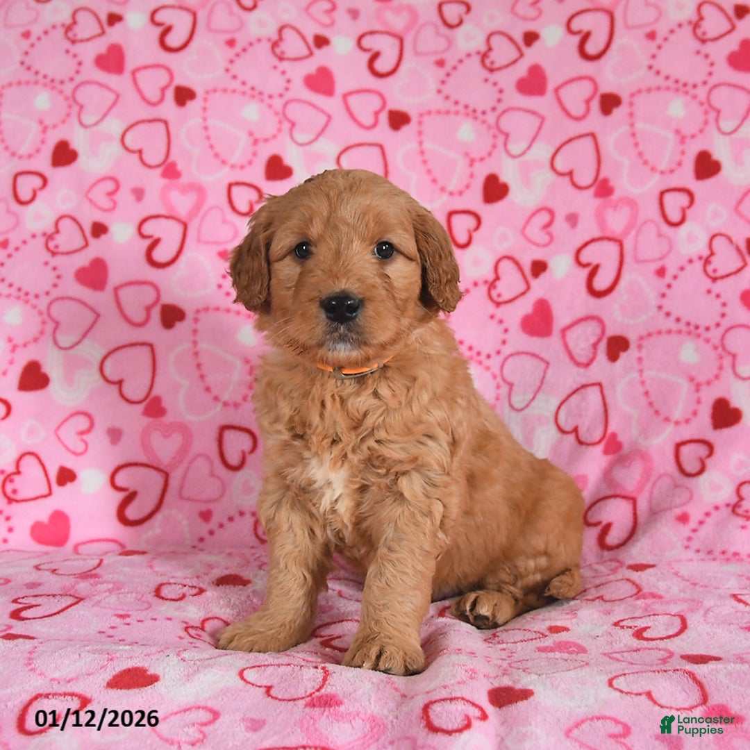 Goldendoodle dogs for sale: Bentley - Ad 5