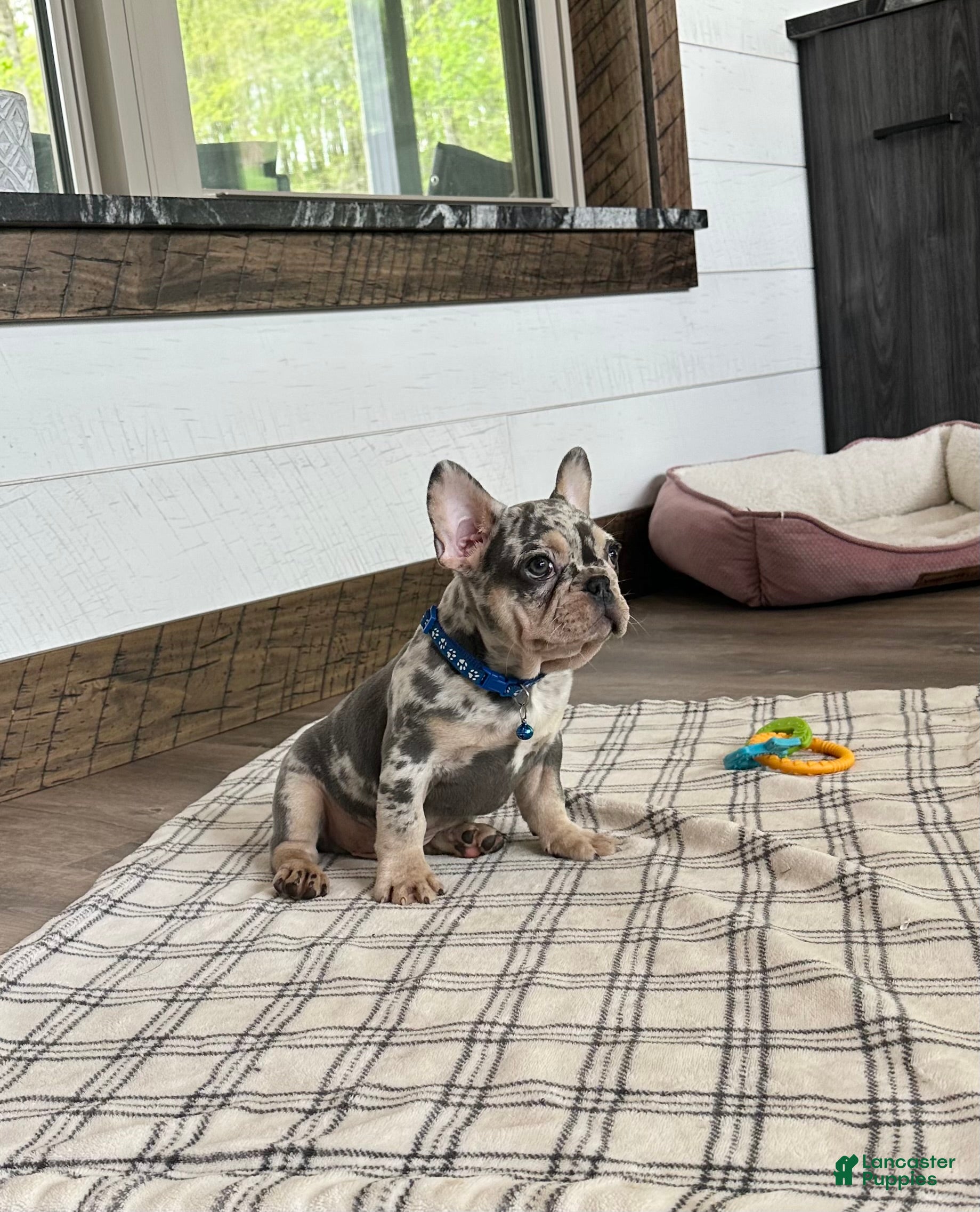 French Bulldog dogs for sale: Aspen - Ad 1