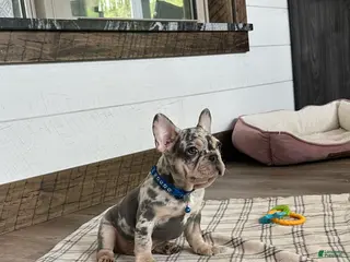 French Bulldog dogs for sale: Aspen - Ad 1