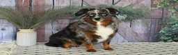 Toy Australian Shepherd dogs for sale: Bronson - Ad 29