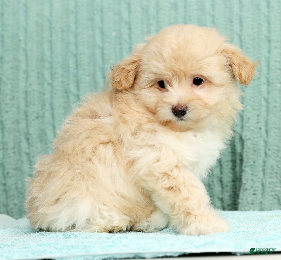 Pomapoo dogs for sale: Thomas - Ad 2