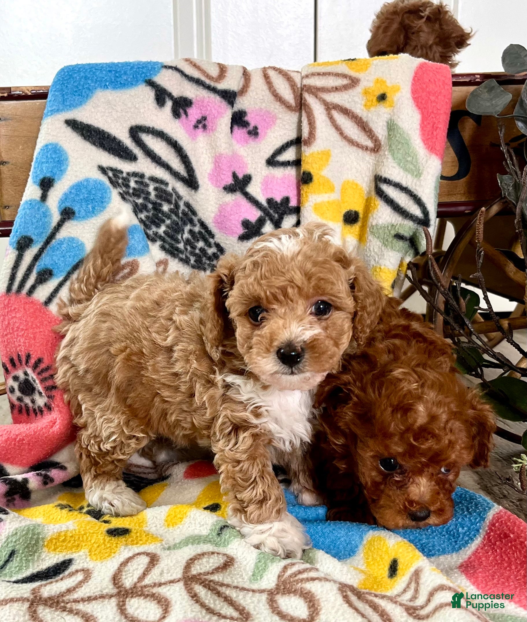 Toy Poodle dogs for sale: Butterscotch pudding pop ❤️ mom and dad weigh 4 pounds ❤️ crate/potty train ❤️ 717-344-8460 - Ad 3