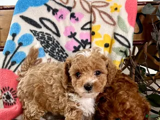 Toy Poodle dogs for sale: Butterscotch pudding pop ❤️ mom and dad weigh 4 pounds ❤️ crate/potty train ❤️ 717-344-8460 - Ad 3