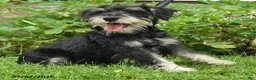 Miniature Schnauzer dogs for sale: Gavin - Ad 3