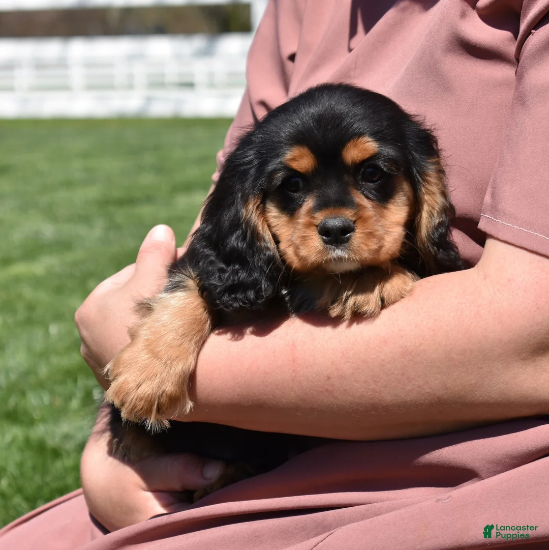 Cavalier King Charles Spaniel dogs for sale: Aspen - Ad 2