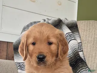 Golden Retriever dogs Rio - Ad 13